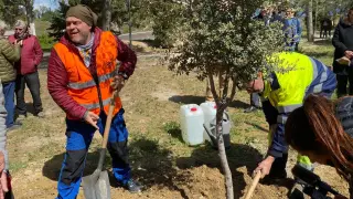 Un representante de Os Andarines, con ayuda de un jardinero del Ayuntamiento de Huesca, plantando una carrasca en el cerro.