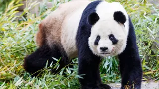 Un panda del Zoo de Madrid