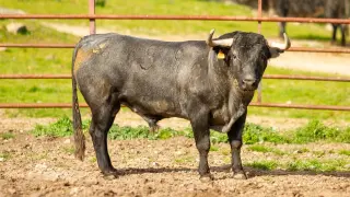 Aviador, el toro de la ganadería de Adolfo Martín que será desencajonado este sábado en la plaza de Formiche Alto.
