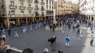 toro ensogao en Teruel por el congreso de veterinarios taurino. Foto Antonio Garcia Bykofoto 27 04 24 [[[FOTOGRAFOS]]]