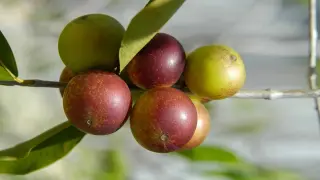 Un fruto especialmente indicado para prevenir las enfermedades degenerativas gracias a su gran poder antioxidante