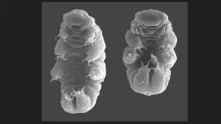Hypsibius exemplaris, fotografiado con un microscopio electrónico de barrido