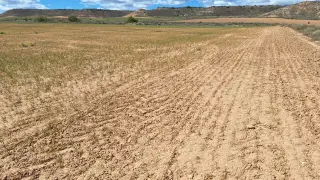 Los efectos de la sequía en el cereal son evidentes en este cultivo de cereal de invierno situado en la comarca Campo de Belchite.