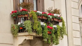 En el caso de los balcones y terrazas ubicadas en zonas cálidas, los expertos en jardinería recomiendan cultivar tres trepadoras clásicas si se dispone de suficiente espacio