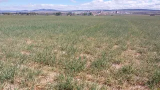 Efectos de la sequía en un cultivo de cereal de secano en la localidad turolense de Cella.