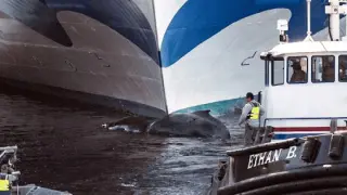 La ballena muerta y encallada en un crucero a su llegada a Nueva York.