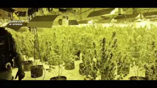 Desmanteladas dos plantaciones de marihuana en el Bajo Cinca