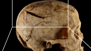 Cráneo estudiado de la tumba QH35n.