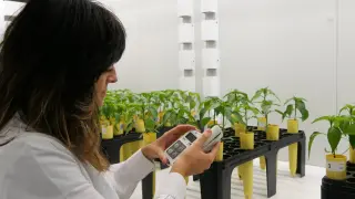 Sara San Francisco, investigadora del departamento, realizando unas mediciones del contenido en clorofila en unos ensayos con planta de pimiento en cámara de cultivo.