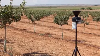 Los datos obtenidos mediante sensores instalados en las parcelas del proyecto Pistara permitirán conocer qué áreas de Aragón son óptimas para el cultivo del pistacho