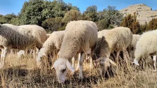 El sector reclama que las ayudas al ovino vayan a la cabeza y no a la superficie.