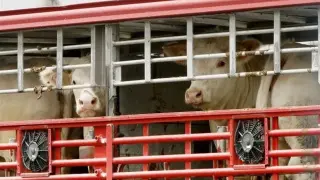 La ley de bienestar animal que propone Bruselas complica el transporte de ganado para las explotaciones españolas.