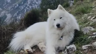 Lleó, un perro samoyedo perdido en la zona del pico Bisaurín.