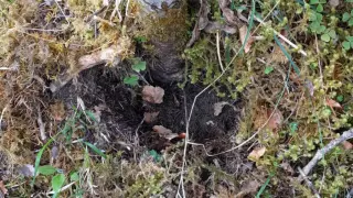 Restos del robo de ejemplares de zapatito de dama encontrados por el personal del Parque Nacional de Ordesa y Monte Perdido.