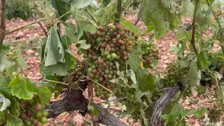 Daños causados por el pedrisco en la tormenta del 6 de julio del pasado año en los viñedos de la D. O. Cariñena