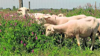 Las investigaciones del CITA tienen como fin la selección de ovejas adaptadas al calor y la falta de agua. CIta