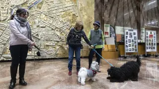 Presentación del acceso al Ayuntamiento con animales domésticos.