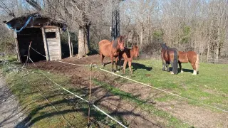 Dos de los caballos asilvestrados de la manada, a la derecha, junto a la yegua y su potro, propiedad de uno de los vecinos de Aineto. Se observa la rotura del pastor eléctrico.