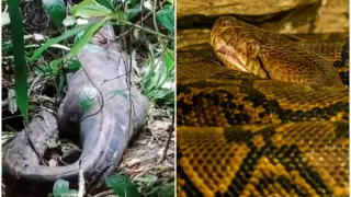 Combo de imagen de la pitón que atacó a la mujer junto a otra de archivo de este tipo de serpiente