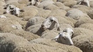 rebaño de ovejas