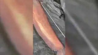 Pescan un siluro de 2 metros y medio en el embalse de Mequinenza