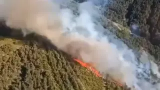 El fuego se ha declarado en una zona de pinar.