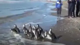 Llegada al mar de los pingüinos magallánicos.