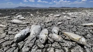 Peces muertos debido a la sequía en la laguna de Bustillos MÉXICO SEQUÍA