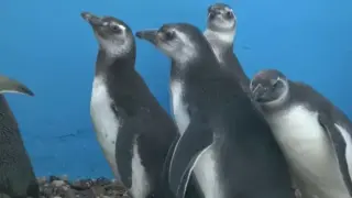 Pingüinos magallánicos.