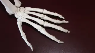 huesos