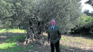 Gonzalo Cerdán en su plantación de olivos.