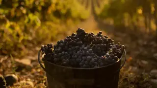 Los viticultores se han quedado fuera de las ayudas por la sequía.