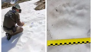Un agente documentando hace unos días el rastro del oso en la nieve en el Parque Natural de los Valles Occidentales