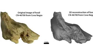 Hueso temporal fósil original y reconstrucción 3D del fósil