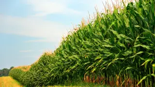 El maíz que procesa Tereos procede, principalmente, del Valle del Ebro
