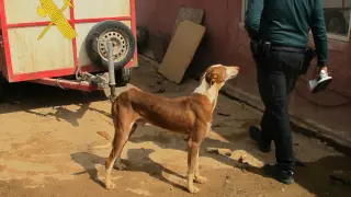 Uno de los perros rescatados de la perrera ilegal.