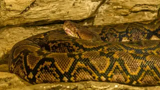 La pitón reticulada (‘Malayophython reticulatus) está considerada la serpiente más larga del mundo.