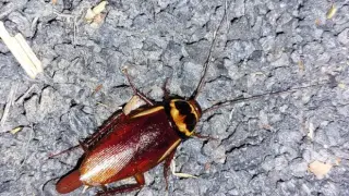 Un ejemplar adulto de Periplaneta australasiae, la cucaracha australiana identificada por primera vez en Aragón.