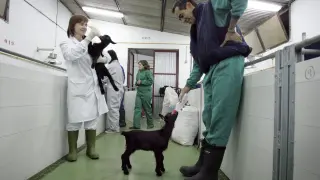 Experimento veterinario en la Universidad de Zaragoza.