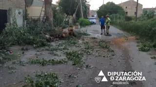 Retirada de árboles y ramas en Borja a causa de las tormentas de este jueves.