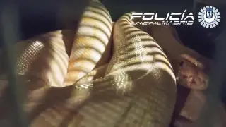 Inmovilizan una serpiente pitón de 16 kilos que servía de animación en una terraza de Madrid