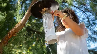 Sara de la Cour, bióloga en la Facultad de Veterinaria de la Universidad de Zaragoza, coloca una trampa para insectos en el parque Delicias de Zaragoza.