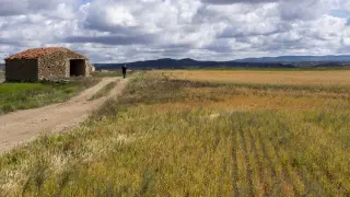 Daños ocasionados por la sequía en un campo proximo a Calamocha.