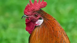rooster-233898_1280