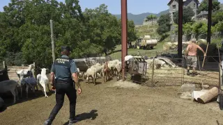 Vecinos evacuados por el incendio en El Pueyo de Araguás han regresado a sus casas con agentes de la Guardia Civil a recoger enseres y atender al ganado.