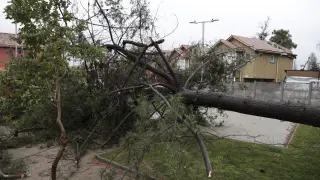 AME7440. SANTIAGO (CHILE), 02/08/2024.- Fotografía de un árbol caído producto del fuerte viento y lluvias durante la madrugada de este viernes, en Santiago (Chile). El intenso sistema frontal que azota la zona centro sur de Chile ha dejado más de 1 millón de viviendas sin suministro eléctrico durante las últimas horas, además de obligar la suspensión de operaciones en el aeropuerto de Santiago esta madrugada debido a ráfagas de viento de hasta 127 kilómetros por hora, informaron este viernes autoridades de país suramericano. EFE/ Elvis González