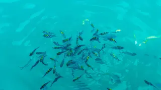 Pescados de acuicultura
