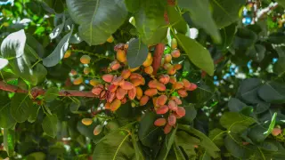 El cultivo del pistacho ha ido ganando terreno en Aragón en los últimos años por la rentabilidad de sus producciones.