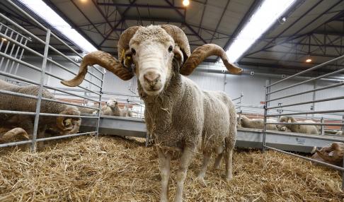 Arranca en Zaragoza Figan 2021, la Feria Internacional para la Producción Animal