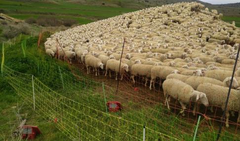 Un rebaño de ovejas en Monegros rodeada de varios cercados.